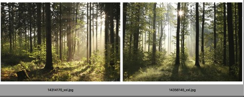 FORESTA 143 | Carta da parati foresta alberi